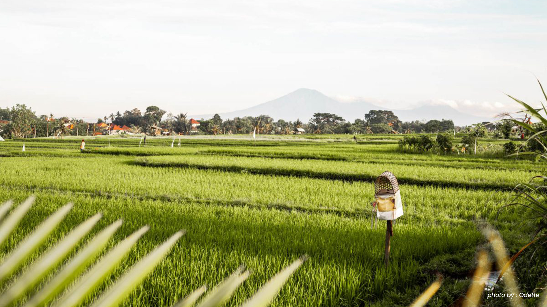 4. Explore Canggu Rice Paddies 4. Explore Canggu Rice Paddies