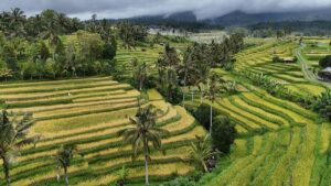 Bedugul Day Tour – Handara Gate, Wanagiri Hills & Jatiluwih Rice Terraces