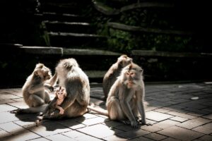 Ubud Day Tour Bali – Temples, Waterfalls & Monkey Forest Adventure