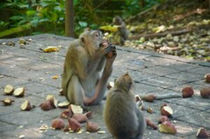 Ubud Day Tour Bali – Temples, Waterfalls & Monkey Forest Adventure