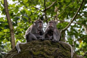 Ubud Day Tour Bali – Temples, Waterfalls & Monkey Forest Adventure