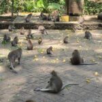 monkey forest ubud