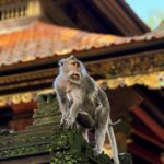 monkey forest ubud