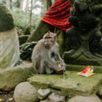 monkey forest ubud