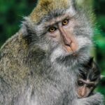 monkey forest ubud