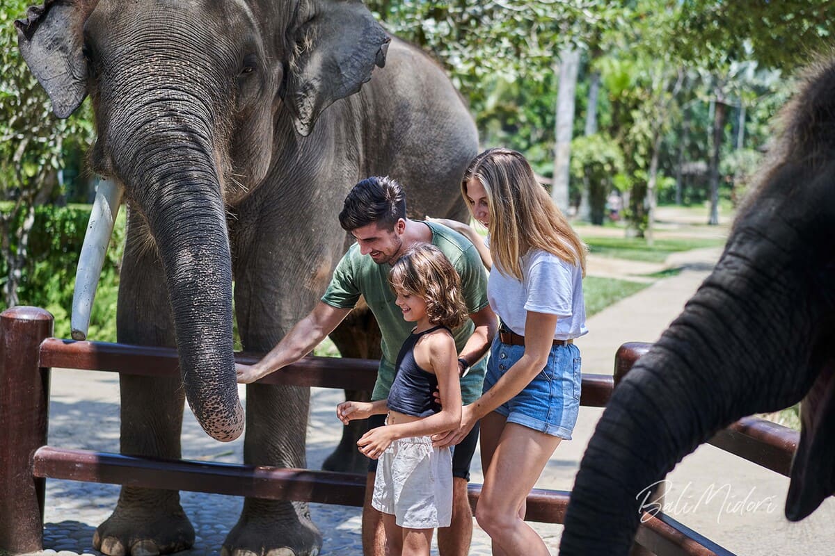 Elephant Safari Tour by Mason