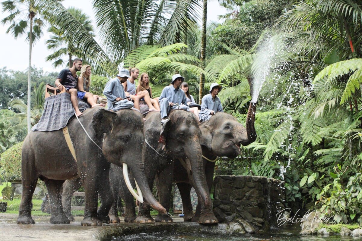 Elephant Safari Ride by Mason